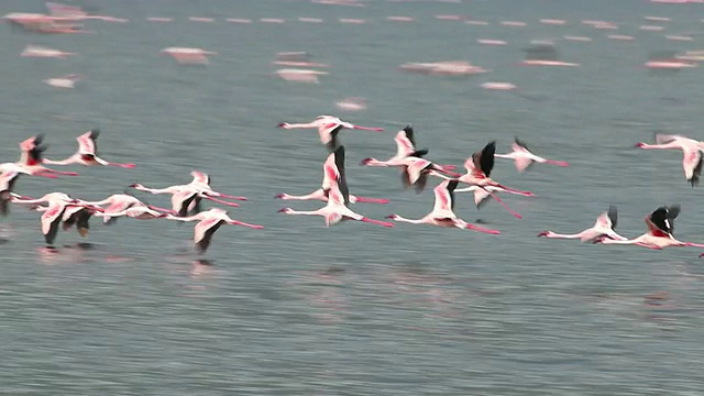 小火烈鸟群飞过湖泊/国家公园，非洲，肯尼亚视频素材