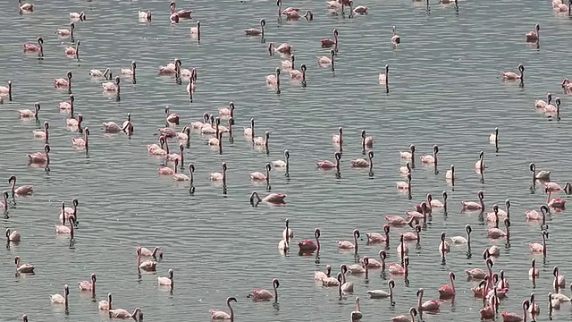 小火烈鸟群游泳和移动在湖泊/国家公园，非洲，肯尼亚视频素材