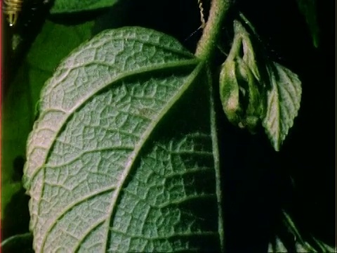 在巴拿马MS分枝上的T/L甲虫幼虫。视频素材