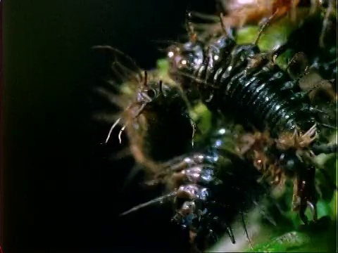 食联翅鸟叶的甲虫幼虫，时间流逝，BCU，巴拿马视频素材