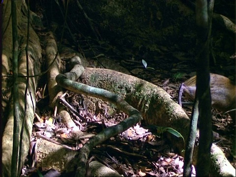 Agouti, Agouti女士走过圆木，从右侧退出，巴拿马视频素材