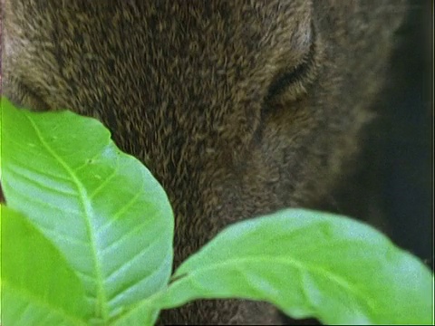 啄木鸟，BCU啄木鸟觅食由双翅鸟幼苗;巴拿马;视频素材