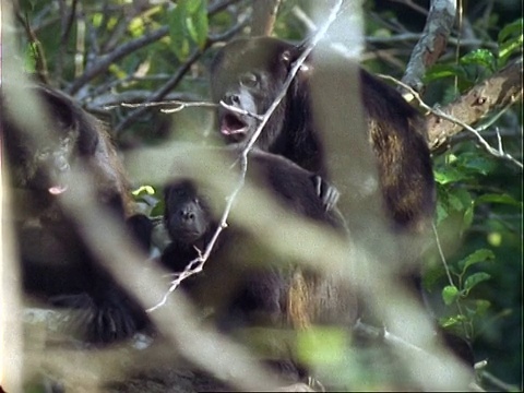 三只吼猴(Alouatta)在树上，嚎叫和抓。视频素材