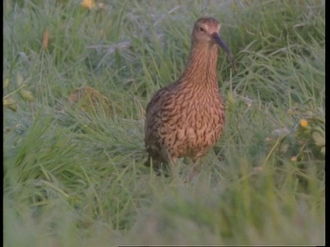 Curlew head弹出，行走在草地上，英格兰，英国视频素材