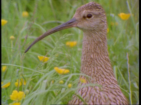 CU Curlew head，草丛和毛茛中，英格兰，英国视频素材