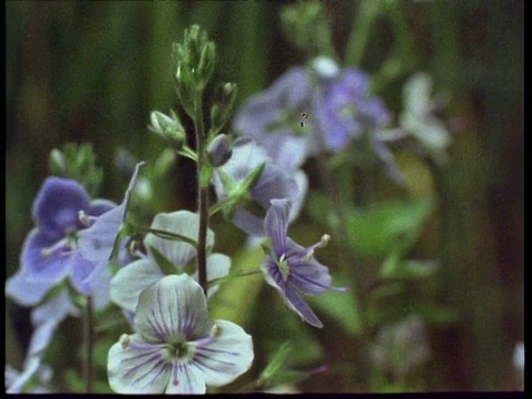 T/L花，Speedwell开花，英格兰，英国视频素材