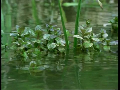 水面上的鼩鼱，在植物间游动视频素材