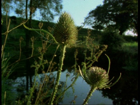 续断植物池塘，英国，英国视频素材