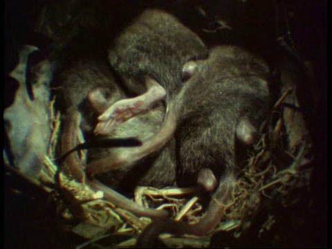 cushrews in burrow，英格兰，英国视频素材