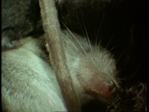 ECU Shrews in burrow，英格兰，英国视频素材