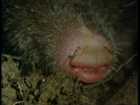 鼹鼠，Talpa europaea, CU鼹鼠鼻子，英国，英国视频素材