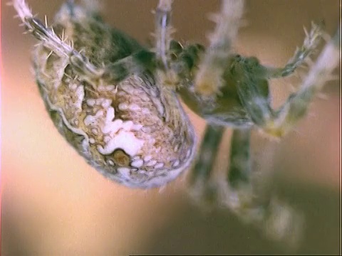 花园蜘蛛(Araneus)， BCU蜘蛛倒挂，英国，英国视频素材