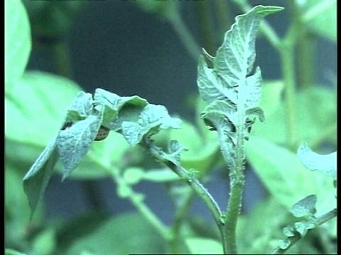 T/L科罗拉多甲虫幼虫吃马铃薯植物，英国视频素材