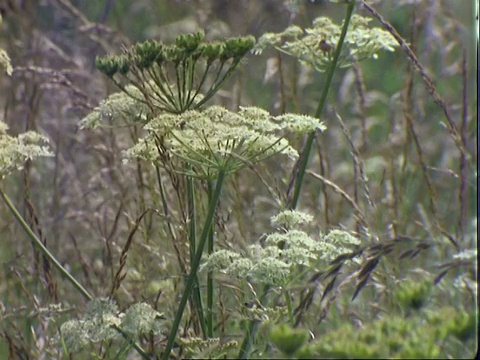 牛欧芹和草，MS视频素材