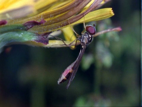 Hoverfly, MCU清理自己，展示笼头视频素材