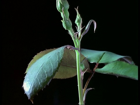 玫瑰茎伸长的T/L生长，英国视频素材