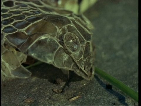 草蛇CU蜕，Natrix Natrix，盘离开死皮到蛇头，英国视频素材