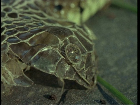 cushed Grass snake, Natrix Natrix, pan right from snakes head to dead skin，英国视频素材