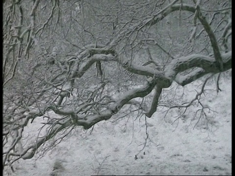 潘女士离开了，雪花落在树上，英国视频素材