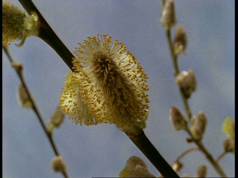 T/L Pussy Willow柳絮开花然后下垂视频素材