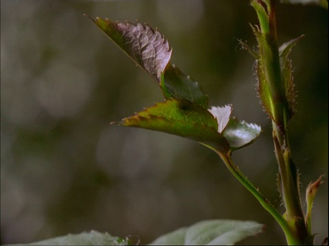 MS时间流逝玫瑰叶片，玫瑰茎生长，叶片最终枯萎凋谢，自然背景视频素材