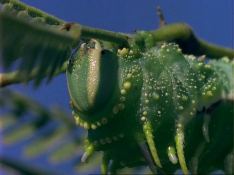 以植物为食的绿毛虫，美国视频素材