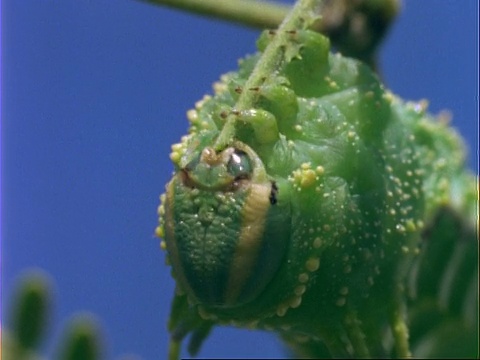 以植物为食的绿毛虫，美国视频素材