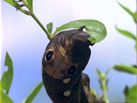 以植物为食的毛虫，美国视频素材