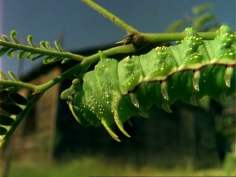 铜盘正沿着绿色毛虫的身体以植物为食，美国视频素材