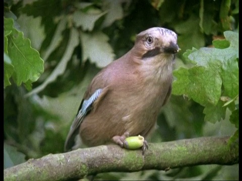 CU Jay, Garrulus glandarius，啄食树枝上的橡子，锅里剩下橡子和树叶，英国视频素材