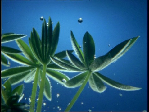 高速水滴和植物- MS水滴落在植物叶子上，蓝色背景视频素材