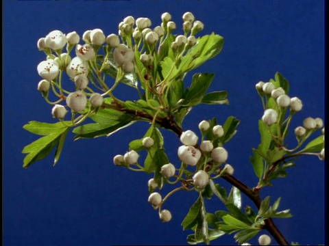 T/L MS山楂枝花蕾开到白花，然后枯萎，背景变蓝视频素材