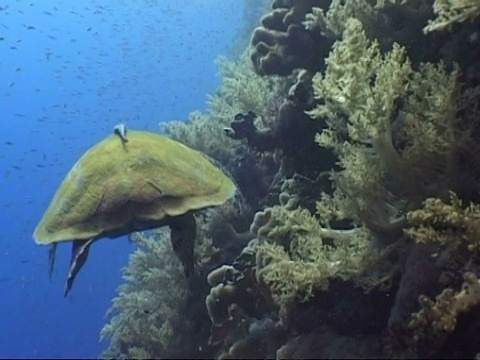 玳瑁海龟，Eretmochelys imbricata，在垂直礁石旁游泳，从后头部从一边到另一边，马尔代夫视频素材