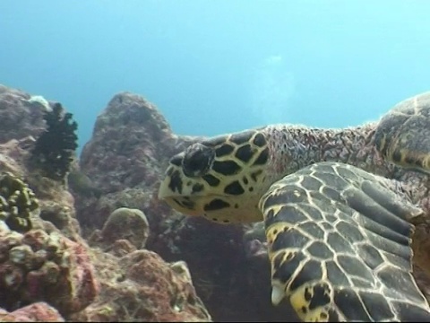 cuhawksbill海龟，Eretmochelys imbricata，头和肩膀从左边越过珊瑚礁，转身进食，马尔代夫视频素材