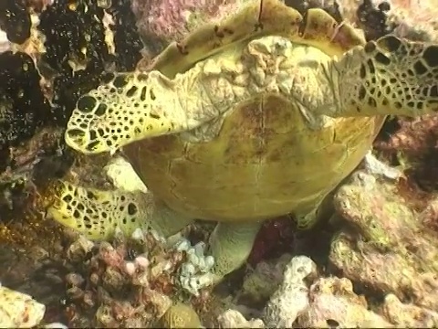 玳瑁海龟，Eretmochelys imbricata，在珊瑚中觅食，马尔代夫视频素材