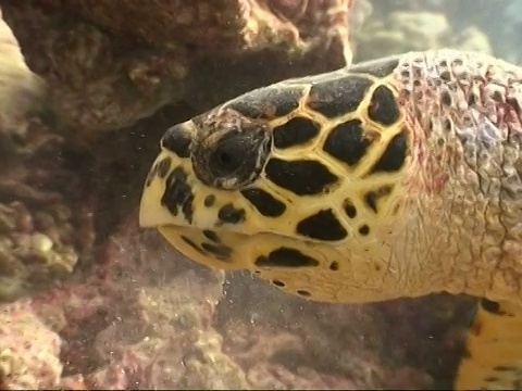 玳瑁海龟(Eretmochelys imbricata)，头部和下巴咬着碎珊瑚，从马尔代夫的嘴巴里逃了出来视频素材