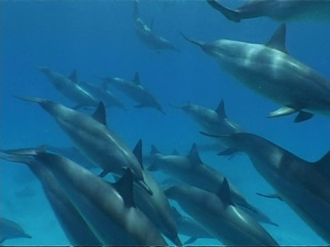 大型旋转海豚群，Stenella longirostris，从右向左游，埃及视频素材