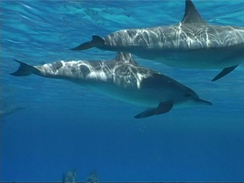 埃及，巨大的旋转海豚群，Stenella longirostris，从左到右游，浮出水面呼吸视频素材