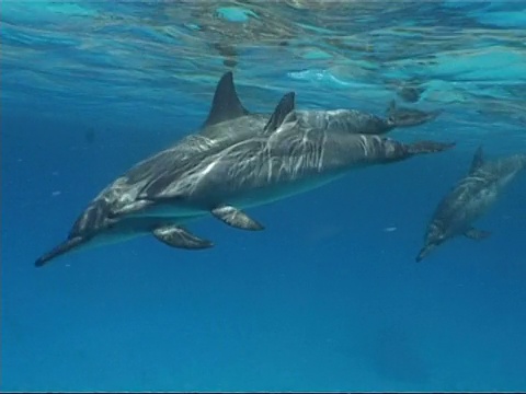 埃及，巨大的旋转海豚群，Stenella longirostris，从右到左游，浮出水面呼吸视频素材