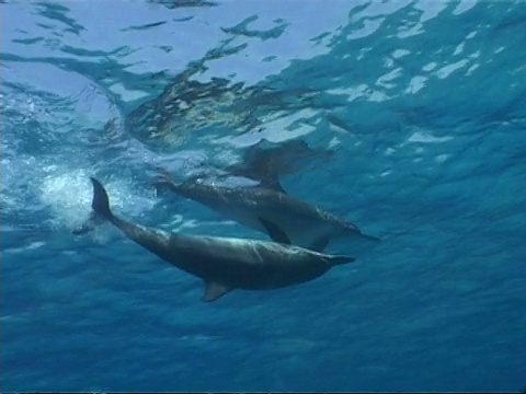 MS Spinner dolphin, Stenella longirostris，海豚游泳腹部到腹部，鳍参与，在表面的性姿势，右到左和左框，埃及视频素材