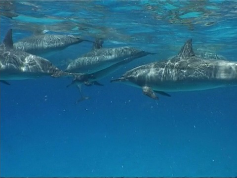 大型旋转海豚群，Stenella longirostris，从右向左游，埃及视频素材