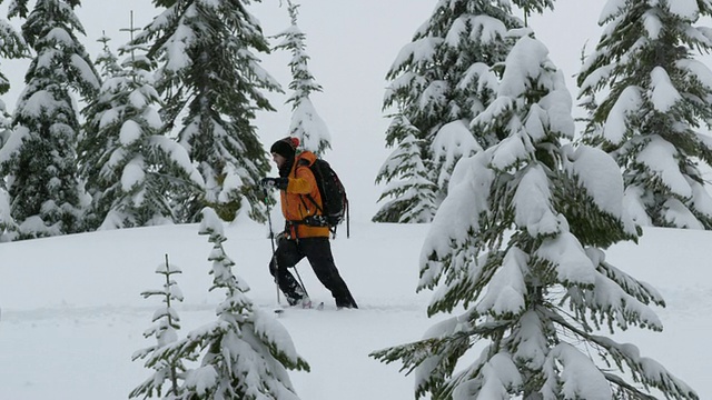 MS TS滑雪者滑雪穿过树/ Squamish, BC，加拿大视频素材