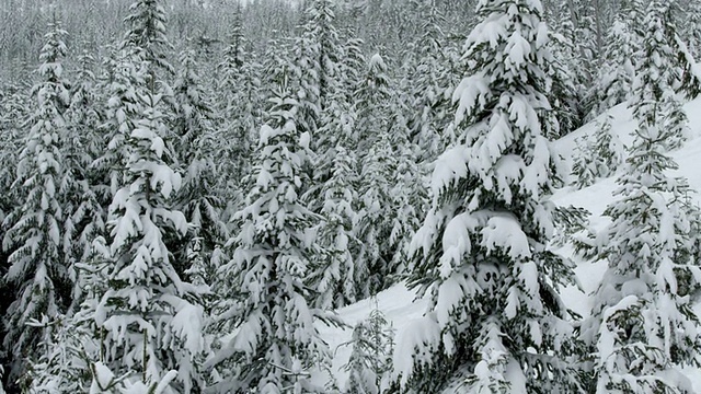 MS TS滑雪者在树林中滑雪/ Squamish, BC，加拿大视频素材