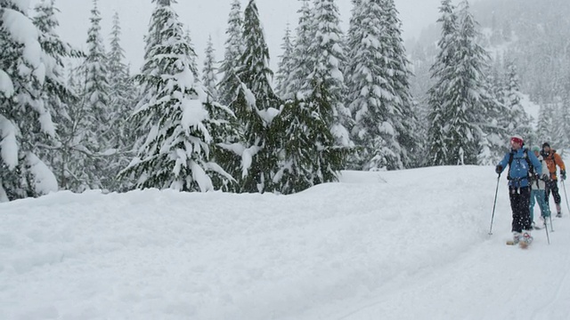 MS POV SLO MO滑雪者滑雪穿过树/ Squamish, BC，加拿大视频素材