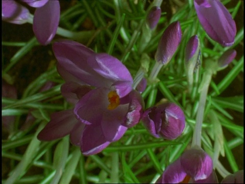 T/L花蕾向紫色藏红花开放，从上面看视频素材