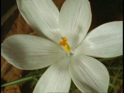 T/L MCU高角度花蕾开向白色番红花，自然背景视频素材