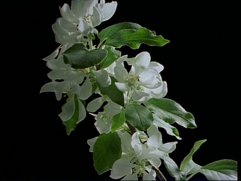 T/L芽枝上开白色苹果花和叶子，黑色背景(特写)视频素材