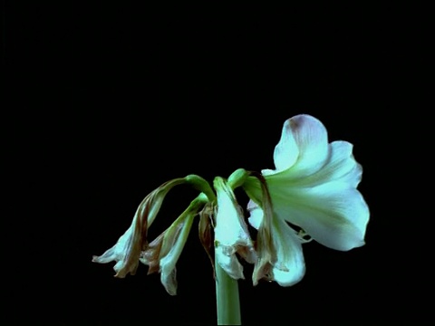 旋转的T/L粉红色和白色的花从紧的蓓蕾，然后死亡，黑色的背景，低框视频素材