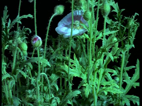 T/L植物-单片机大量种植罂粟植物，花蕾升起开放，黑色背景视频素材