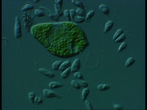 毛鞭毛虫和绿藻属(绿藻属由于具有移动和光合作用的能力而被归类为动物和藻类)的显微镜观察差异干扰对比视频素材